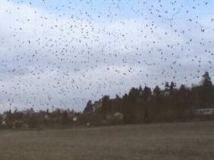 Litt av en flokk p kanskje 10 000 bjrkefink, 2004, foto Rune Olsen