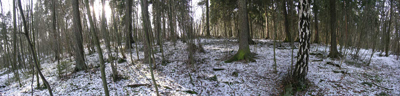 panoramabilde tatt i skogen oppe på Tallberget